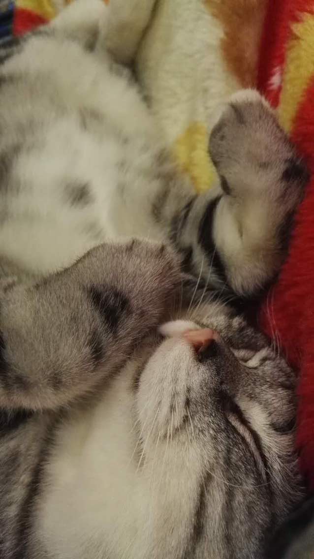 这是可爱的小猫布丁,当然傻猫布丁的外号是不能少滴!喜欢的留言或点赞或直接成我的粉丝,到了这里,做到以上的说明你的人品没有问题,做不到的,会遭天打雷劈滴!当然,说明你人品有非常非常大滴问题! 另:本人是个小学生,可能有错别字,请不要笑话本人,顺便留言指出来,指对的人,必不会遭天打雷劈。(当然,得提前做到以上事情哦!)